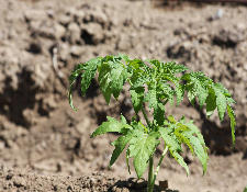 Ormus Minerals for plants Ormus Minerals for plants