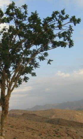 Ormus Rich Aloe Vera Skin Cream with Frankincense Ormus Rich Aloe Vera Skin Cream with Frankincense