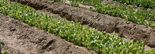 Ormus Minerals Garden Ormus Minerals Garden