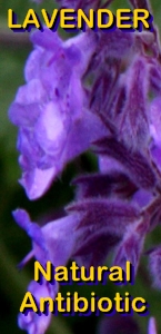 Ormus Minerals Pure Organic Lavender Natural Antibiotic Ormus Minerals Pure Organic Lavender Natural Antibiotic