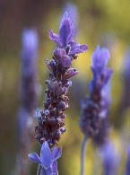 Ormus Rich Magnesium Oil Skin Cream with Lavender Ormus Rich Magnesium Oil Skin Cream with Lavender