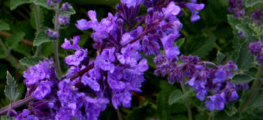 Ormus Minerals Lavender Products Ormus Minerals Lavender Products