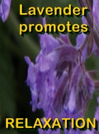 Ormus Rich Ionic Colloidal Silver Skin Cream with Lavender Ormus Rich Ionic Colloidal Silver Skin Cream with Lavender