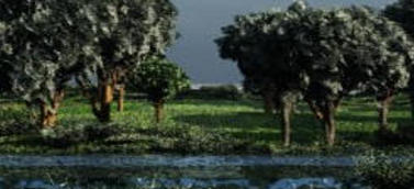 Ormus Minerals Myrrh Products Ormus Minerals Myrrh Products