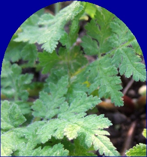 Ormus Minerals Myrrh Ormus Minerals Myrrh