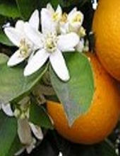 Ormus Minerals Orange Anointing Oil Ormus Minerals Orange Anointing Oil