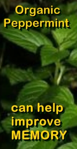 Ormus Minerals Organic Peppermint can help improve memory Ormus Minerals Organic Peppermint can help improve memory