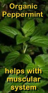 Ormus Rich Magnesium Oil Foot Cream with Organic Peppermint Ormus Rich Magnesium Oil Foot Cream with Organic Peppermint