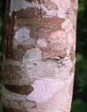 Ormus Minerals Cassia Anointing Oil Ormus Minerals Cassia Anointing Oil