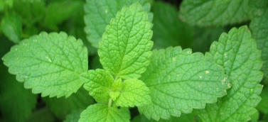 Ormus Minerals Organic Peppermint Products Ormus Minerals Organic Peppermint Products