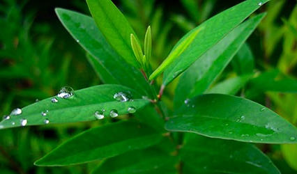 Ormus Minerals Sandalwood Productus Ormus Minerals Sandalwood Productus