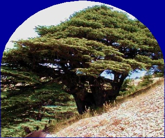 OrmusMineralsCedarwood OrmusMineralsCedarwood