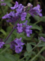 Ormus Rich Aloe Vera Skin Cream with Lavender Ormus Rich Aloe Vera Skin Cream with Lavender