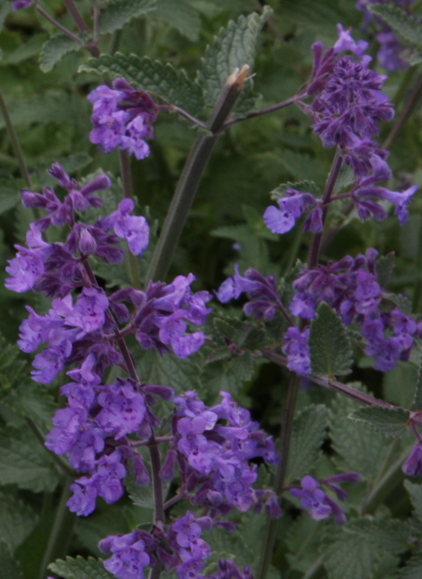 Ormus Rich Dead Sea Salt Mineral Skin Cream with Lavender Ormus Rich Dead Sea Salt Mineral Skin Cream with Lavender