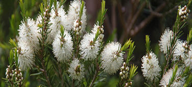 Ormus Minerals Tea Tree Products Ormus Minerals Tea Tree Products